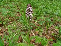 Orchis purpurea 70, Purperorchis, Saxifraga-Hans Grotenhuis