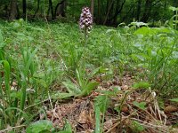 Orchis purpurea 71, Purperorchis, Saxifraga-Hans Grotenhuis