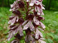 Orchis purpurea 72, Purperorchis, Saxifraga-Hans Grotenhuis