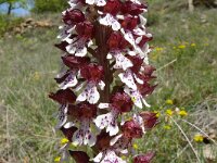 Orchis purpurea 73, Purperorchis, Saxifraga-Hans Grotenhuis