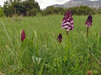 Orchis purpurea 74, Purperorchis, Saxifraga-Hans Grotenhuis