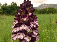 Orchis purpurea 75, Purperorchis, Saxifraga-Hans Grotenhuis