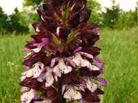 Orchis purpurea 76, Purperorchis, Saxifraga-Hans Grotenhuis