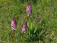 Orchis purpurea 77, Purperorchis, Saxifraga-Hans Grotenhuis