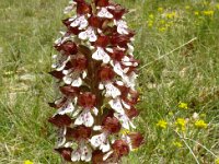 Orchis purpurea 78, Purperorchis, Saxifraga-Hans Grotenhuis