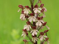 Orchis purpurea 79, Purperorchis, Saxifraga-Mark Zekhuis