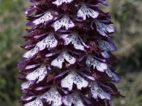Orchis purpurea 8, Purperorchis, Saxifraga-Marijke Verhagen