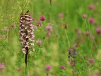 Orchis purpurea 80, Purperorchis, Saxifraga-Mark Zekhuis