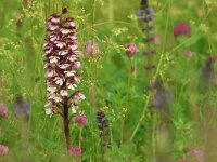 Orchis purpurea 81, Purperorchis, Saxifraga-Mark Zekhuis
