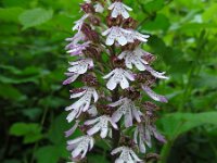 Orchis purpurea 82, Purperorchis Saxifraga-Ed Stikvoort