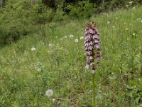 Orchis purpurea 83, Purperorchis, Saxifraga-Ed Stikvoort
