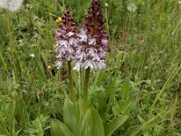 Orchis purpurea 84, Purperorchis Saxifraga-Ed Stikvoort