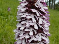 Orchis purpurea 85, Purperorchis Saxifraga-Ed Stikvoort