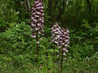 Orchis purpurea 86, Purperorchis Saxifraga-Ed Stikvoort