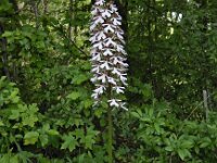 Orchis purpurea 87, Purperorchis Saxifraga-Ed Stikvoort