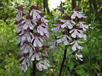 Orchis purpurea 88, Purperorchis Saxifraga-Ed Stikvoort