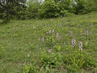 Orchis purpurea 89, Purperorchis Saxifraga-Ed Stikvoort