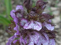 Orchis purpurea 90, Purperorchis Saxifraga-Ed Stikvoort