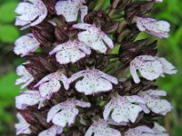 Orchis purpurea 91, Purperorchis Saxifraga-Ed Stikvoort
