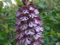 Orchis purpurea 92, Purperorchis Saxifraga-Ed Stikvoort