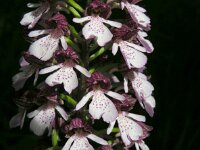 Orchis purpurea 93, Purperorchis Saxifraga-Ed Stikvoort