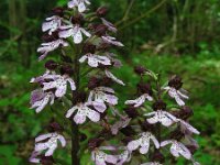 Orchis purpurea 94, Purperorchis Saxifraga-Ed Stikvoort
