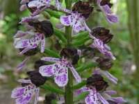 Orchis purpurea 95, Purperorchis Saxifraga-Ed Stikvoort
