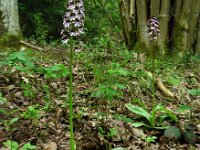 Orchis purpurea 96, Purperorchis Saxifraga-Ed Stikvoort