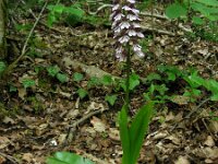 Orchis purpurea 97, Purperorchis Saxifraga-Ed Stikvoort