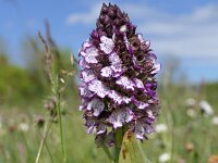 Orchis purpurea 98, Purperorchis, Saxifraga-Michiel Drok