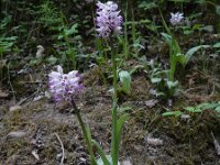 Orchis simia 21, Aapjesorchis, Saxifraga-Ed Stikvoort