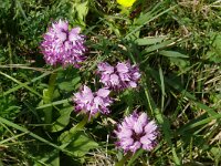 Orchis simia 34, Aapjesorchis, Saxifraga-Hans Grotenhuis