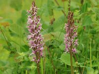 Orchis simia 38, Aapjesorchis, Saxifraga-Mark Zekhuis