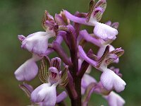 Orchis syriaca 2, Saxifraga-Hans Dekker