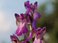 Orchis syriaca 3, Saxifraga-Hans Dekker