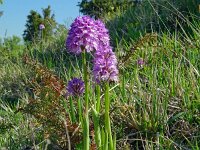 Orchis tridentata 10, Saxifraga-Hans Grotenhuis