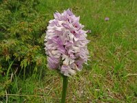 Orchis tridentata 15, Saxifraga-Hans Grotenhuis