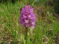 Orchis tridentata 3, Saxifraga-Hans Grotenhuis