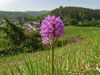 Orchis tridentata 4, Saxifraga-Hans Grotenhuis