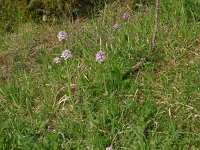 Orchis tridentata 5, Saxifraga-Hans Grotenhuis