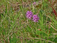 Orchis tridentata 6, Saxifraga-Hans Grotenhuis
