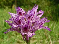 Orchis tridentata 8, Saxifraga-Hans Grotenhuis