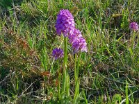 Orchis tridentata 9, Saxifraga-Hans Grotenhuis