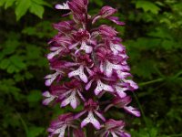 Orchis x hybrida 6, Soldaatje x Purperorchis, Saxifraga-Ed Stikvoort