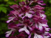 Orchis x hybrida 7, Soldaatje x Purperorchis, Saxifraga-Ed Stikvoort