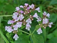 Origanum vulgare 10, Wilde marjolein, Saxifraga-Ab H Baas