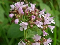Origanum vulgare 12, Wilde marjolein, Saxifraga-Ab H Baas