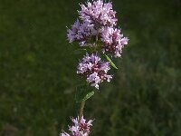 Origanum vulgare 13, Wilde marjolein, Saxifraga-Jan van der Straaten