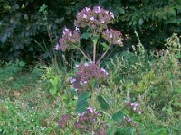 Origanum vulgare 15, Wilde marjolein, Saxifraga-Ab H Baas