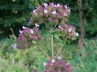 Origanum vulgare 16, Wilde marjolein, Saxifraga-Ab H Baas